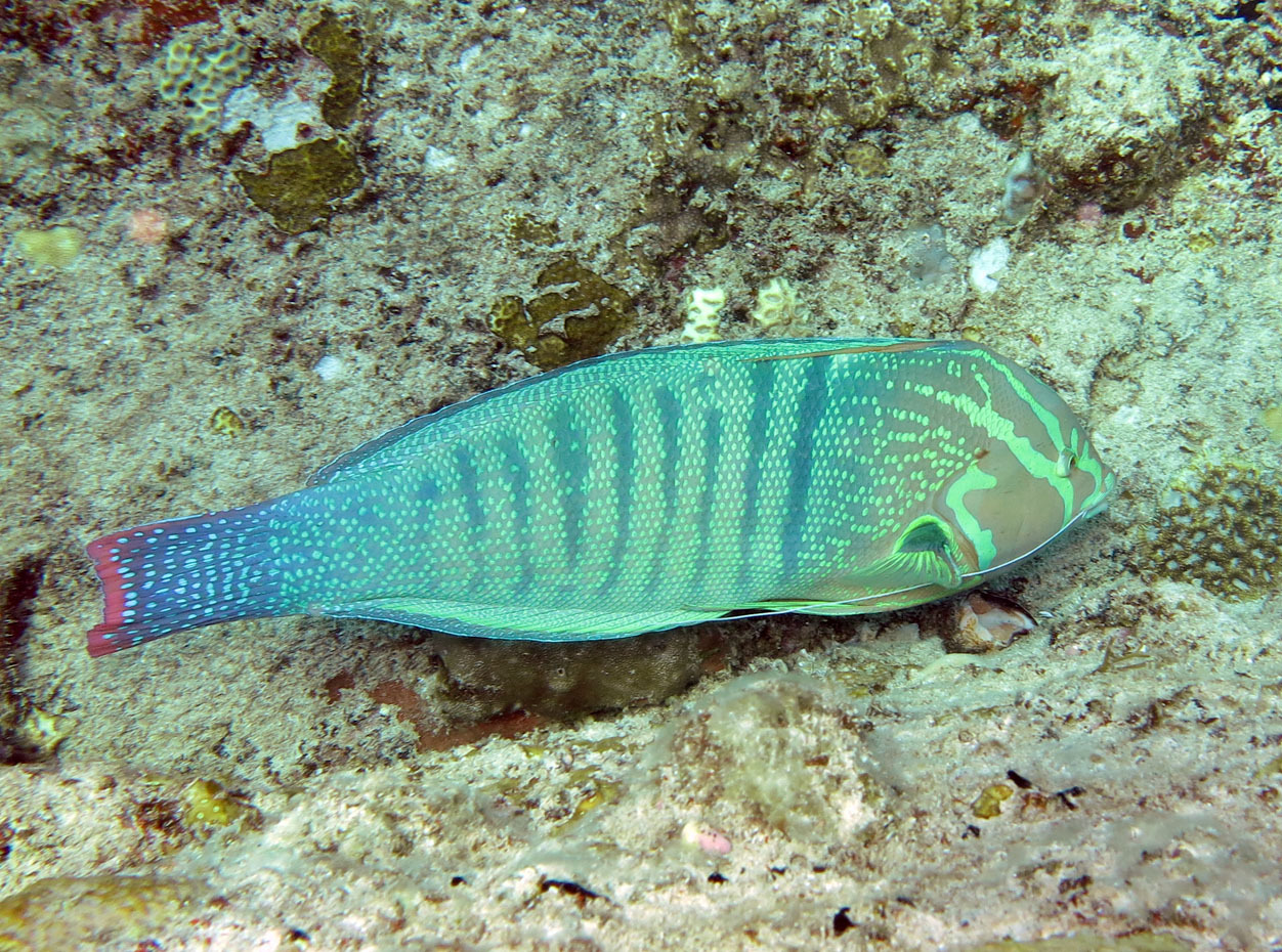 Queen Coris (Coris formosa) · iNaturalist, image size:1252x930