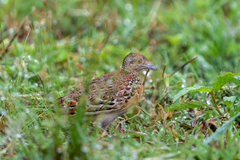 Common Buttonquail photo 5