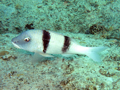 Doublebar Goatfish photo 5