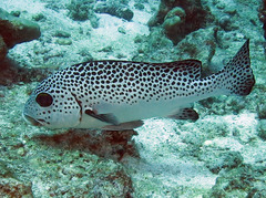 Trout Sweetlips photo 2