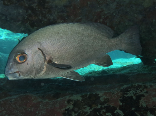 Redlip rubberlip (Plectorhinchus sordidus) — Haemulidae — 4