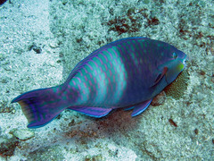 Eclipse Parrotfish photo 3