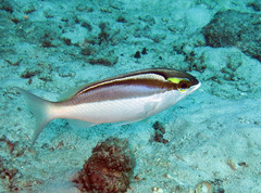 Bridled Monocle Bream photo 3