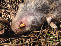 Microtus ochrogaster