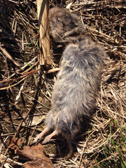 Microtus ochrogaster