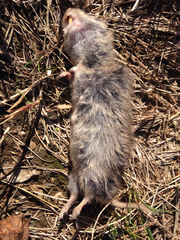 Microtus ochrogaster