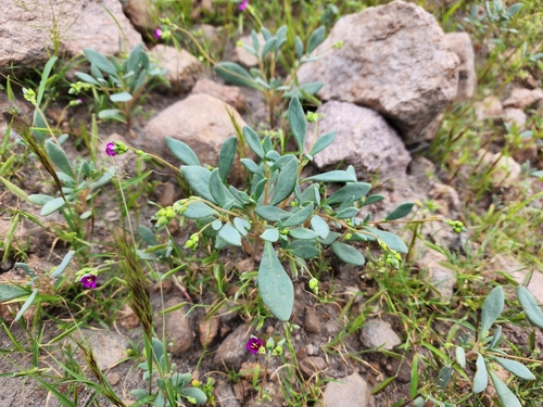 Cistanthe weberbaueri (Cistanthe weberbaueri)
