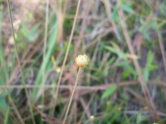 Syngonanthus flavidulus