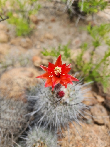 Oreocereus hempelianus, photograph 3