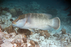 Humphead Wrasse photo 3