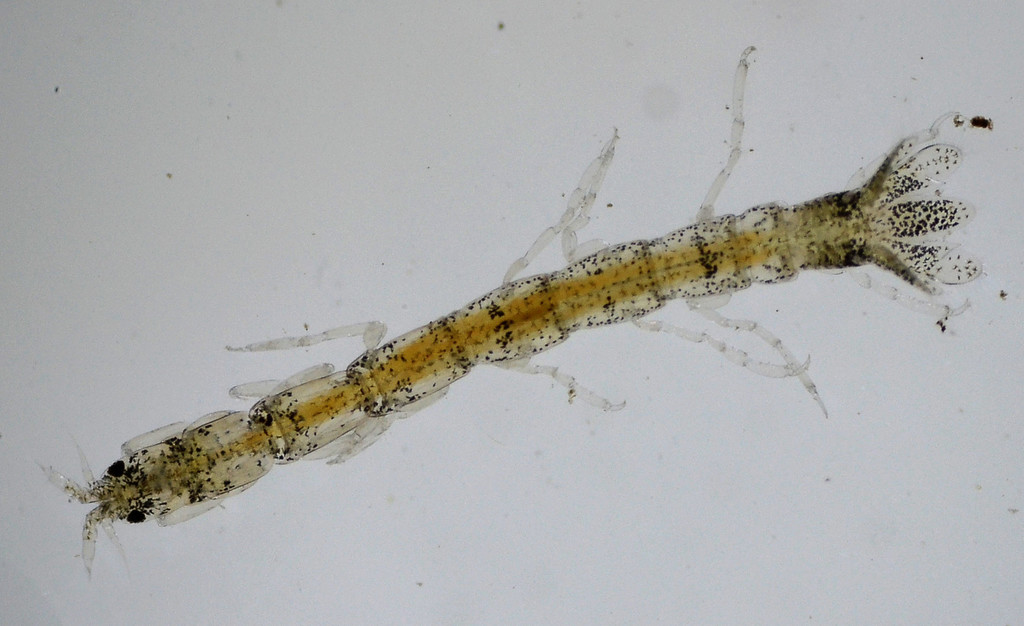 Paranthura elegans