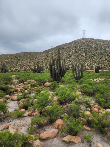 Weberbauerocereus weberbaueri, photograph 2