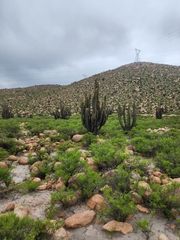 Weberbauerocereus weberbaueri, photograph (c) GREGORY ANTHONY PAUCA TANCO, some rights reserved (CC BY)