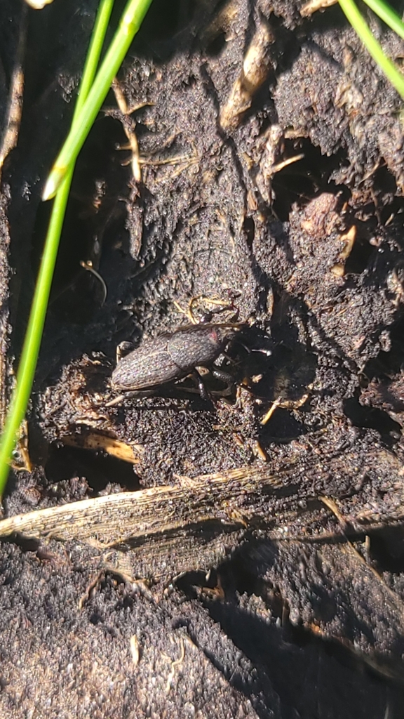 Billbug Weevils from Sidell, FL 34266, USA on March 11, 2023 at 0908 AM by Hunter Groce