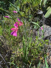 Gladiolus italicus image