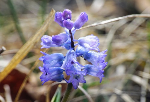 Hyacinthella dalmatica