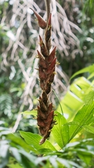 Heliconia danielsiana image