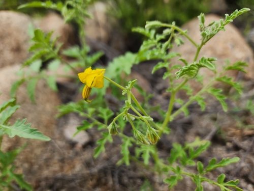 Solanum corneliomulleri, photograph 5