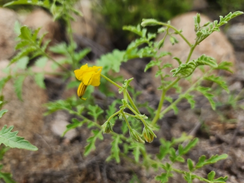 Solanum corneliomulleri, photograph 6