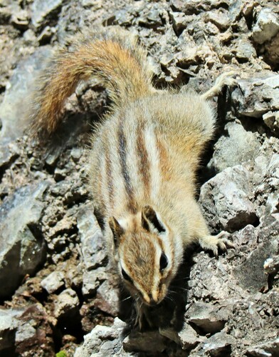Colorado Chipmunk, New Mexico, US, photo 7 of 10