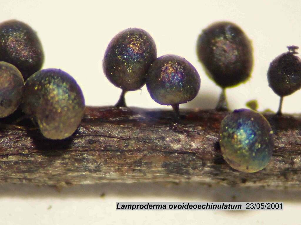 Lamproderma ovoideoechinulatum