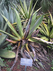 Agave obscura