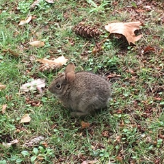 Sylvilagus floridanus