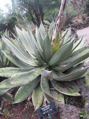 Agave obscura