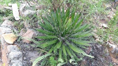 Agave filifera