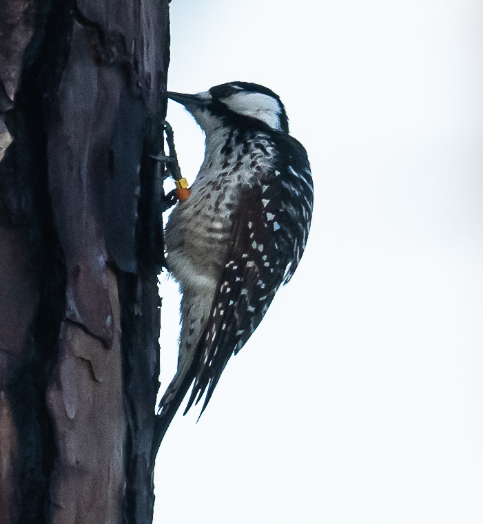 Leuconotopicus borealis (Vieillot, 1809)