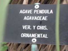 Agave pendula
