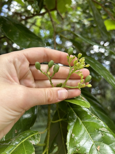 Pennantia endlicheri observed 2023-03-11