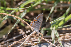 Polyommatus bellargus