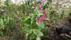 Salvia curviflora
