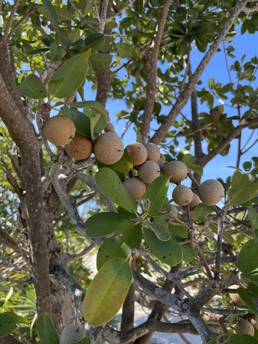 Manilkara zapota