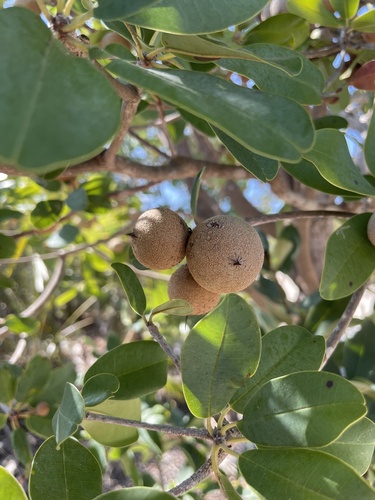Manilkara zapota