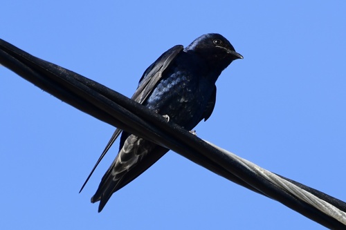 Cuban Martin (Progne cryptoleuca), photo 3