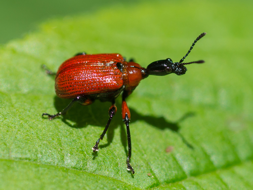 Hazel leaf-roller weevil, photo 7 of 9