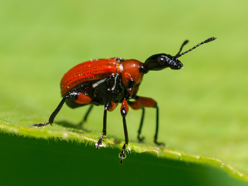 Hazel leaf-roller weevil, photo 6 of 9