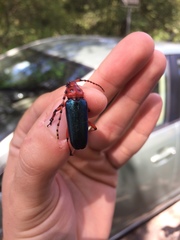 Stenaspis verticalis