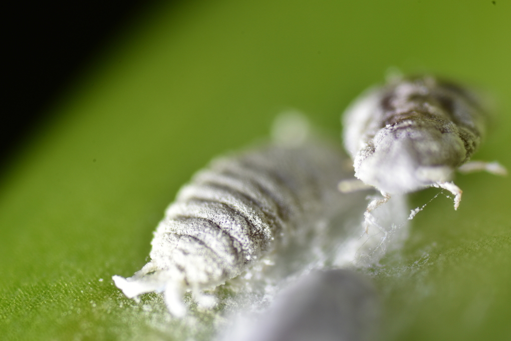 succulent mealybug