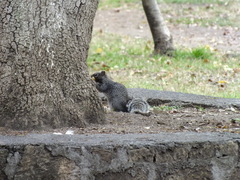 Otospermophilus variegatus