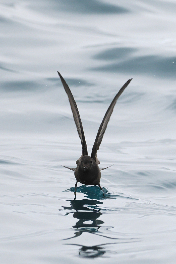 Wilson's storm-petrel resting on calm water with its wings raised above its back