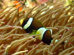 Amphiprion latezonatus