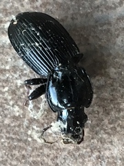 Pterostichus stygicus