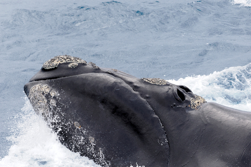 ミナミセミクジラ