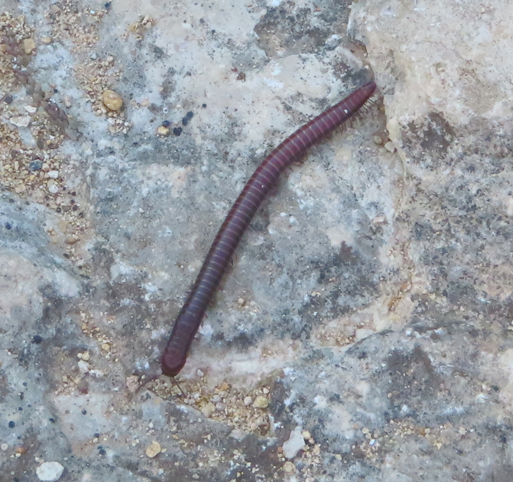 Round-backed Millipedes from Williamson County, TX, USA on March 11 ...