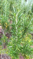 Rosmarinus