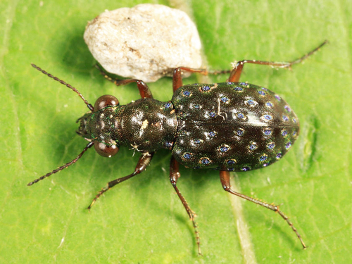 Elaphrus olivaceus