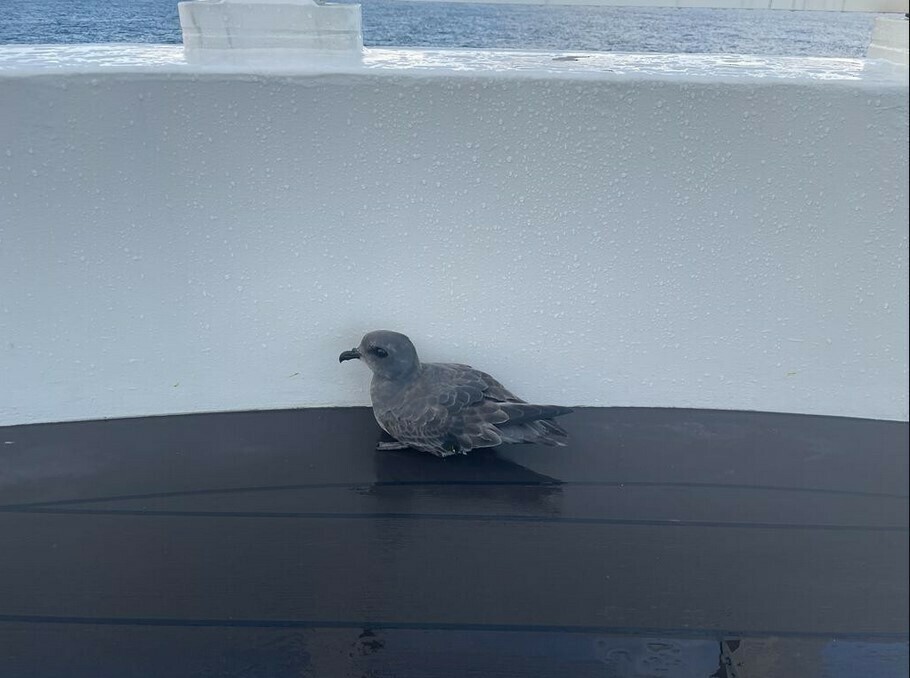 Kerguelen Petrel